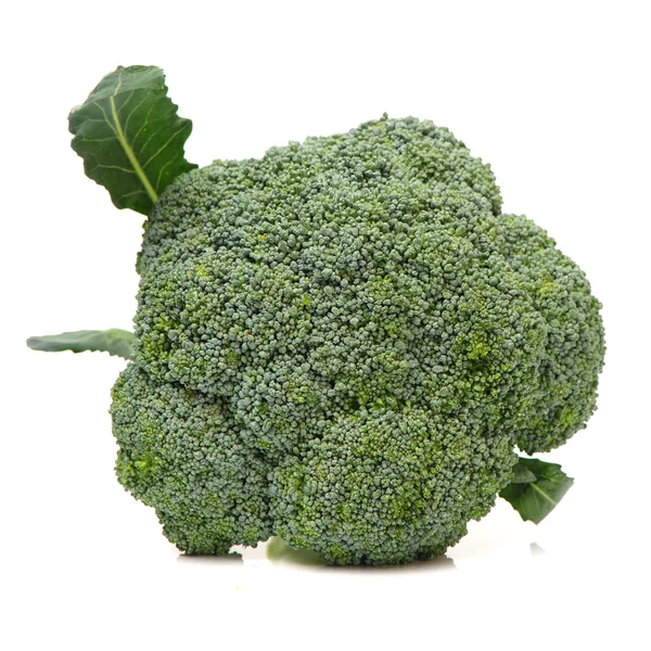 Broccoli isolati su fondo bianco — Foto Stock