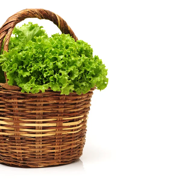 Green Lettuce — Stock Photo, Image