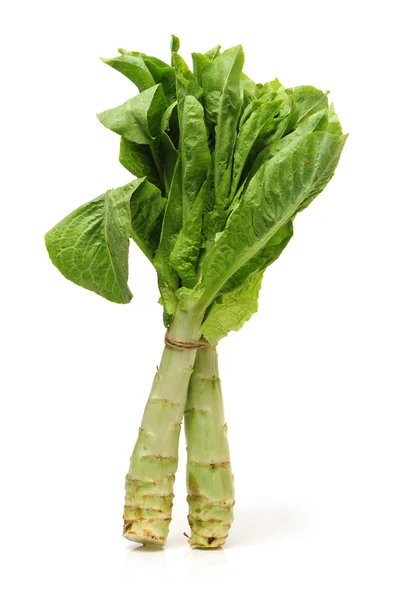 Lechuga de espárragos — Foto de Stock