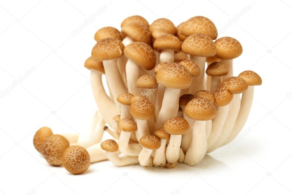 Brown beech mushroom