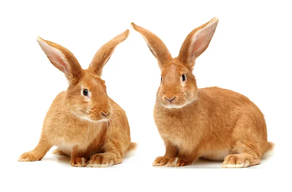 Brown rabbits — Stock Photo, Image