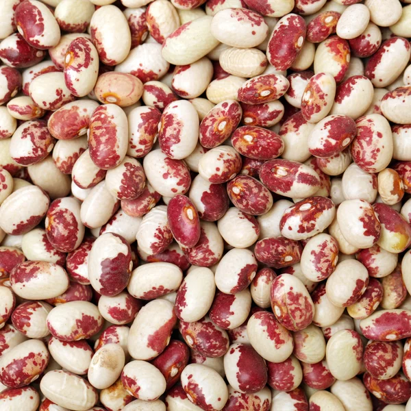 Phaseolus vulgaris beans — Stock Photo, Image