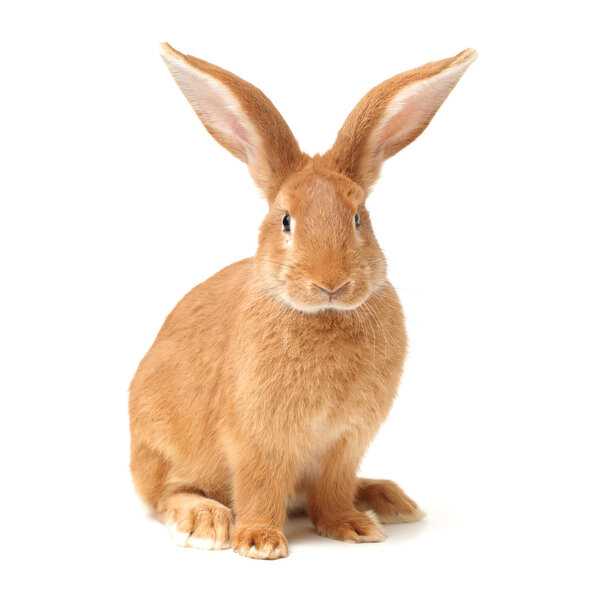 Оранжевый кролик
