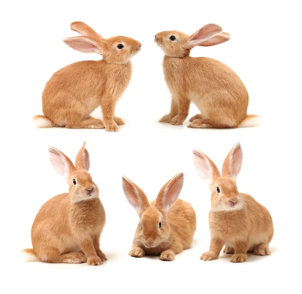 Conejos marrones — Foto de Stock
