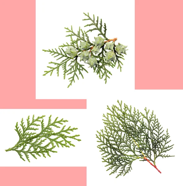 Foglie di pino o Arborvitae Orientale — Foto Stock