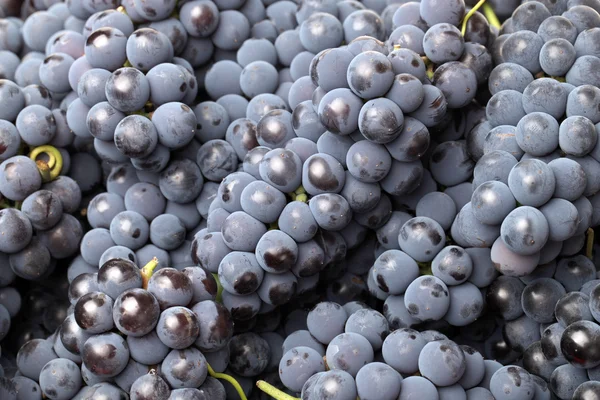 Grapes background — Stock Photo, Image