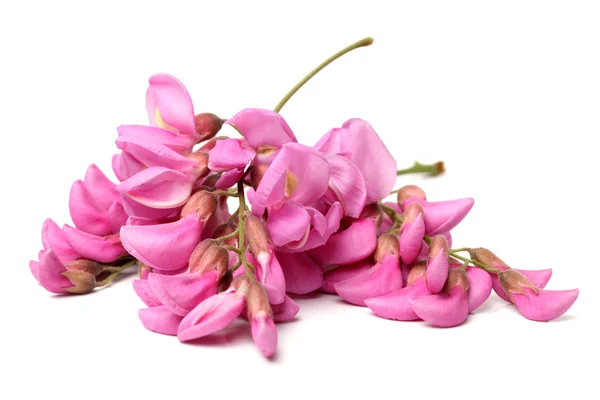 Rose acacia — Stock Photo, Image