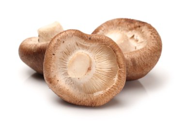 shiitake mantarları
