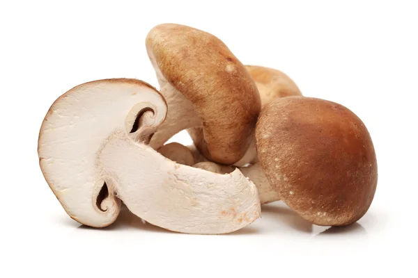 Shiitake mantarları — Stok fotoğraf