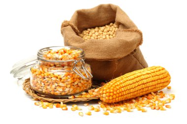 Mısır ve mısır tohumları