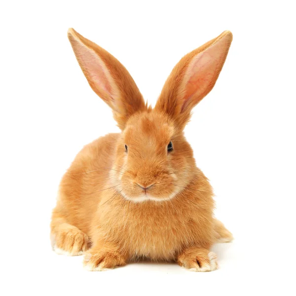 Orange rabbit — Stock Photo, Image