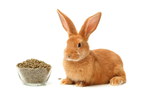 Orange rabbit — Stock Photo, Image