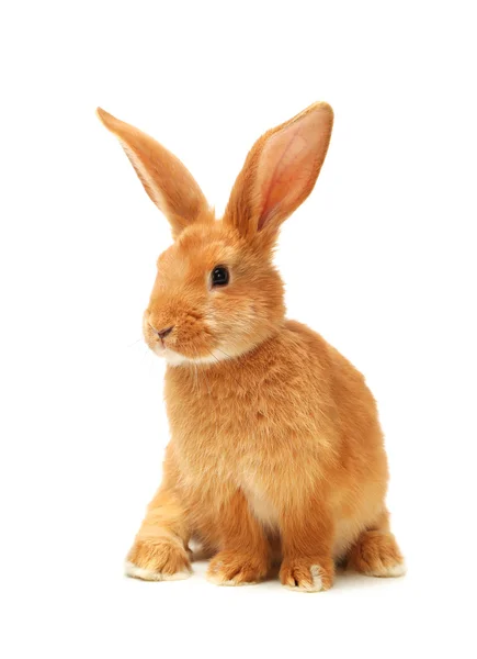 Oranžový králík — Stock fotografie
