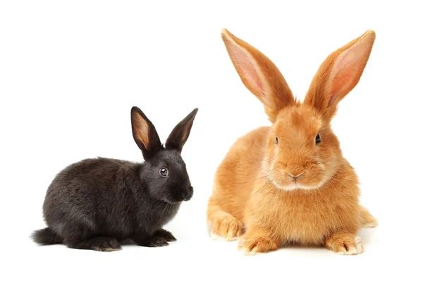 Brauner und schwarzer Hase — Stockfoto