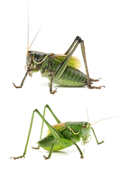 Grasshoppers em fundo branco — Fotografia de Stock