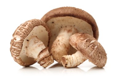 Shiitake mushrooms clipart
