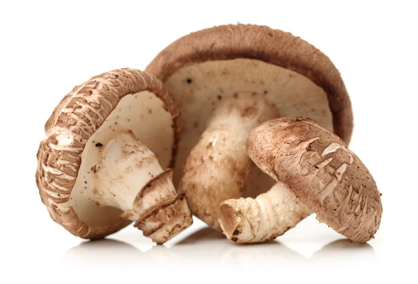 Shiitake champignons — Stockfoto