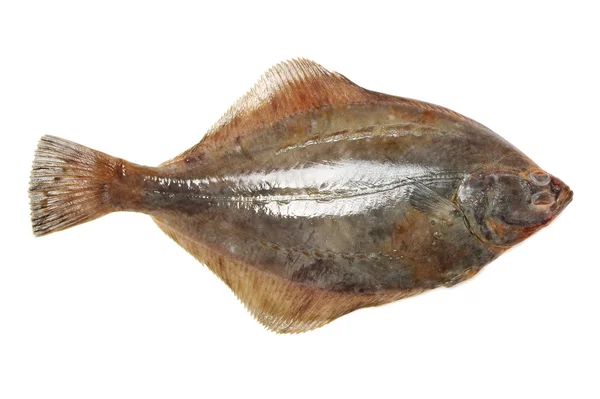 Turbot fish — Stock Photo, Image