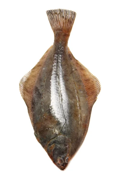 Turbot fish — Stock Photo, Image