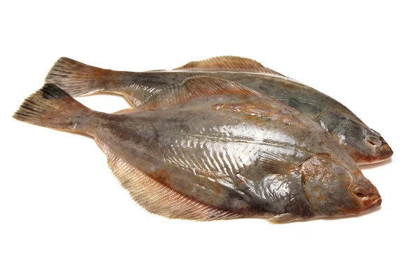 Turbot fish — Stock Photo, Image