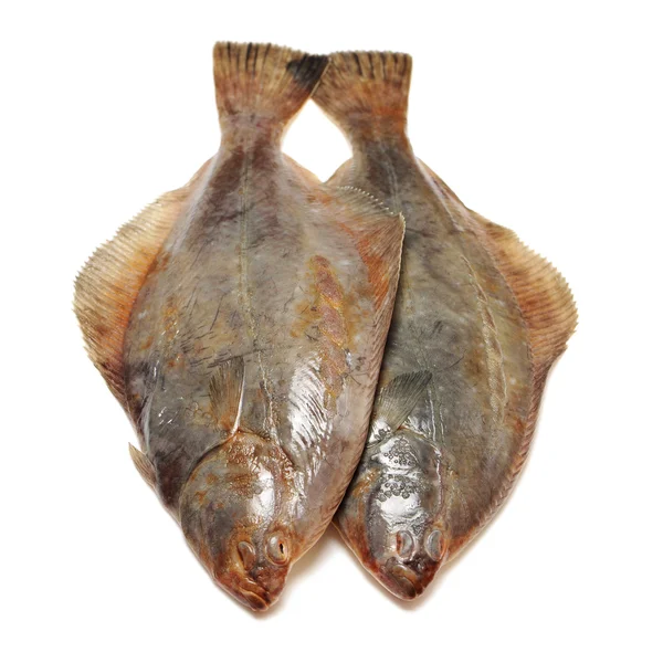 Kambala velká ryba — Stock fotografie
