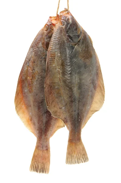 Turbot fish — Stock Photo, Image