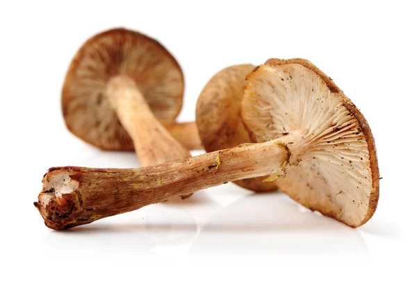 Hazel paddestoelen — Stockfoto