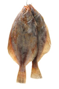 beyaz zemin üzerinde kalkan balığı