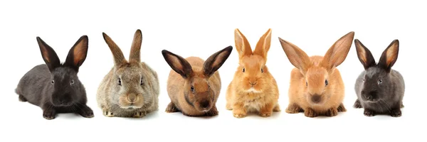 Conejos peludos — Foto de Stock