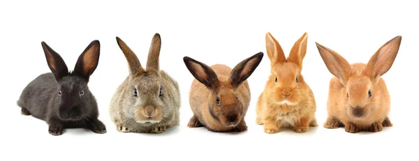 Furry rabbits — Stock Photo, Image