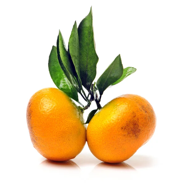 Arancio mandarino — Foto Stock