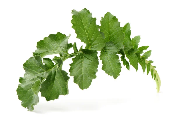 White radish leaves — Stock Photo, Image