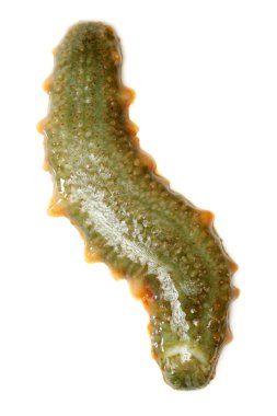deniz hıyarı