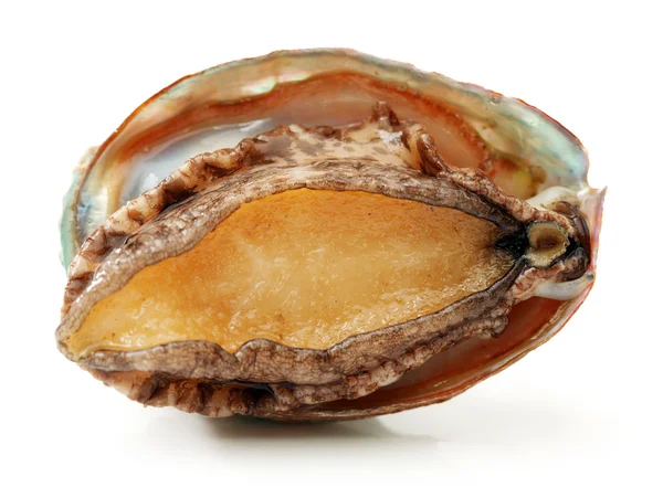 Surowy abalone — Zdjęcie stockowe