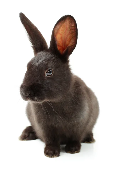 毛茸茸的兔子 — 图库照片