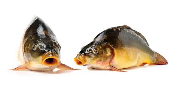 Carpe di pesce crudo — Foto Stock