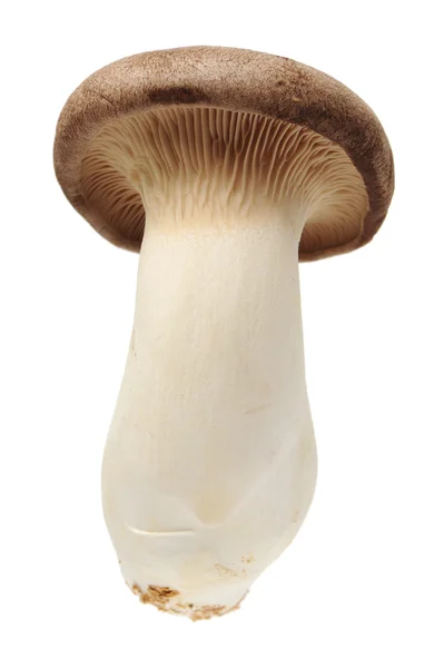 Cogumelo rei ostra Pleurotus eryngii — Fotografia de Stock