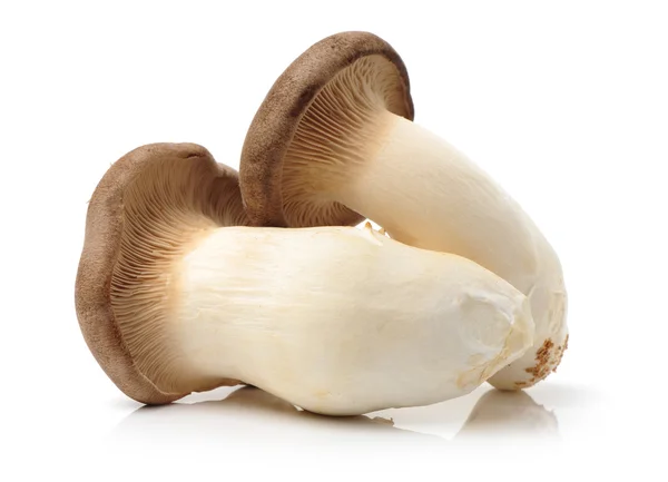 King oyster mushrooms — Stock Photo, Image