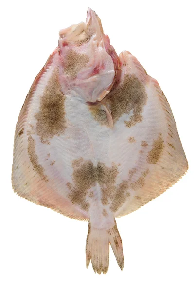 Tarbot vis op witte achtergrond — Stockfoto