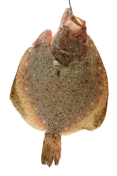 白い背景の上の鰈魚 — ストック写真