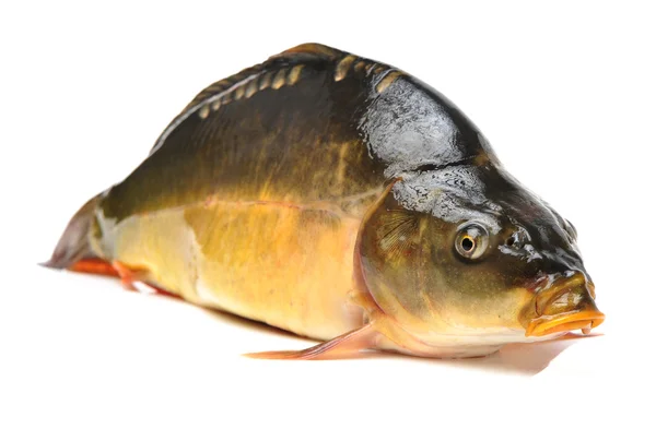 Raw fish carp — Stock Photo, Image