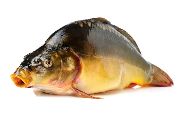 Raw fish carp — Stock Photo, Image