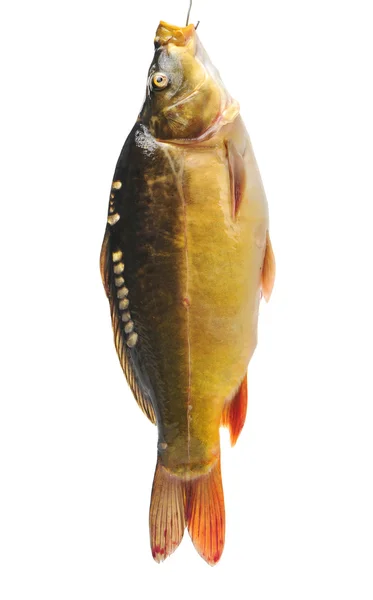 Syrové ryby kapr — Stock fotografie
