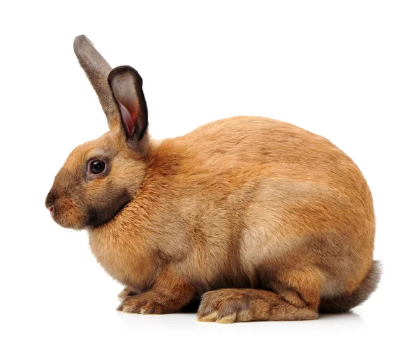 Harige konijn — Stockfoto