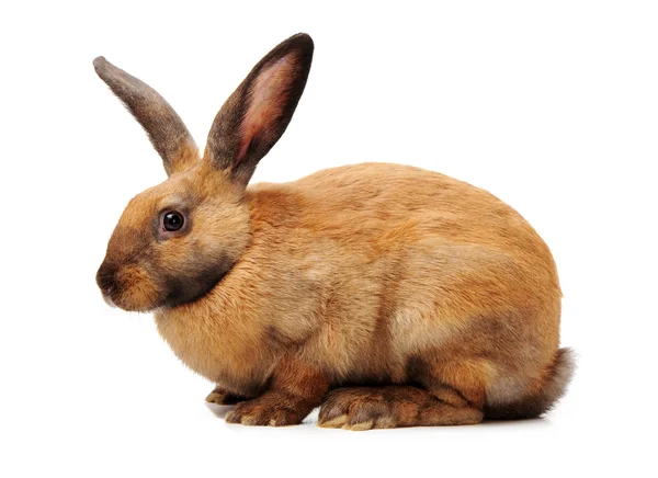 Pelziges Kaninchen — Stockfoto