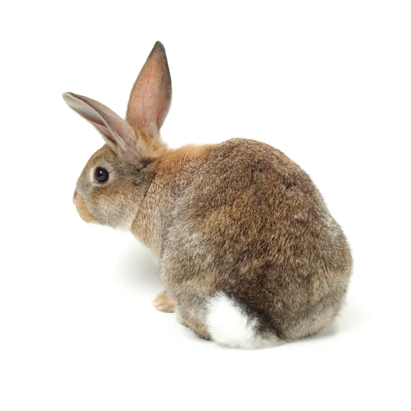 Furry rabbit — Stock Photo, Image