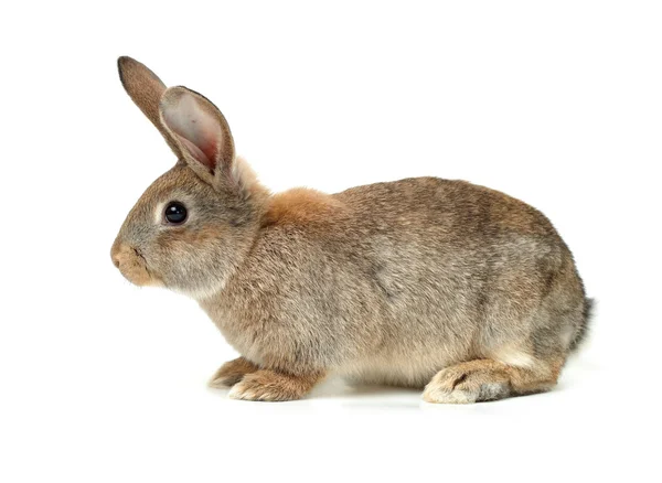 모피 토끼 — 스톡 사진