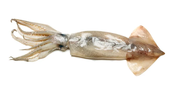 Vers gevangen squid — Stockfoto