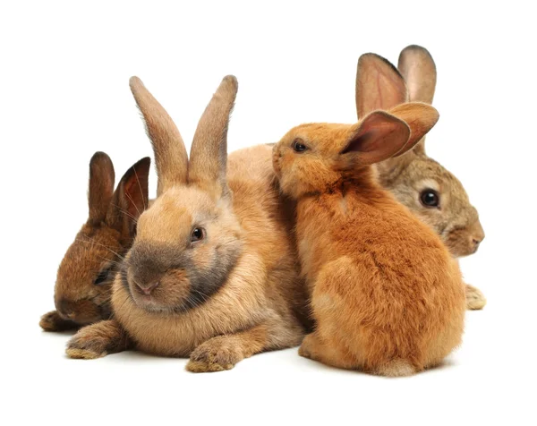 Furry rabbits — Stock Photo, Image