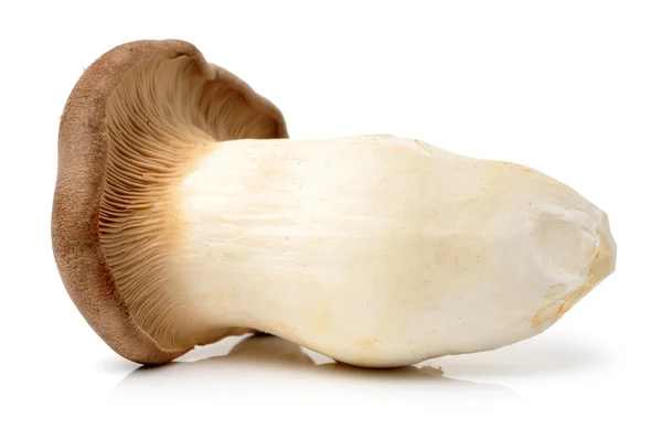 King oyster mushroom Pleurotus eryngii — Stock Photo, Image